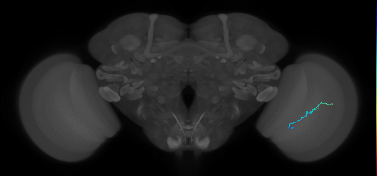 Dm3b_R (JRC_OpticLobe:132187)