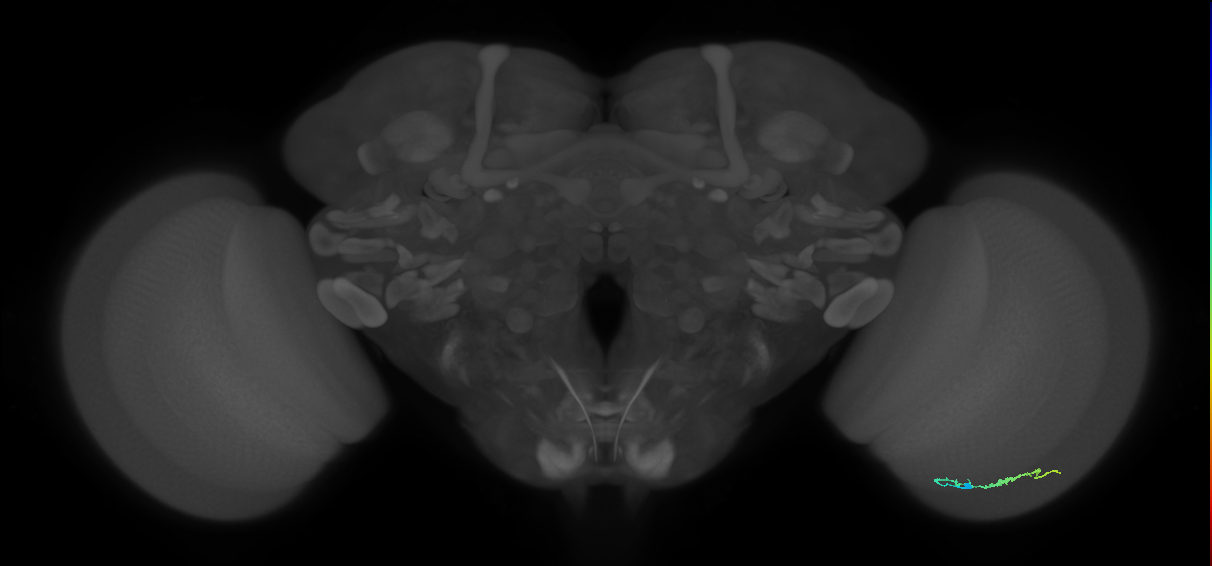 Dm3b_R (JRC_OpticLobe:135416)