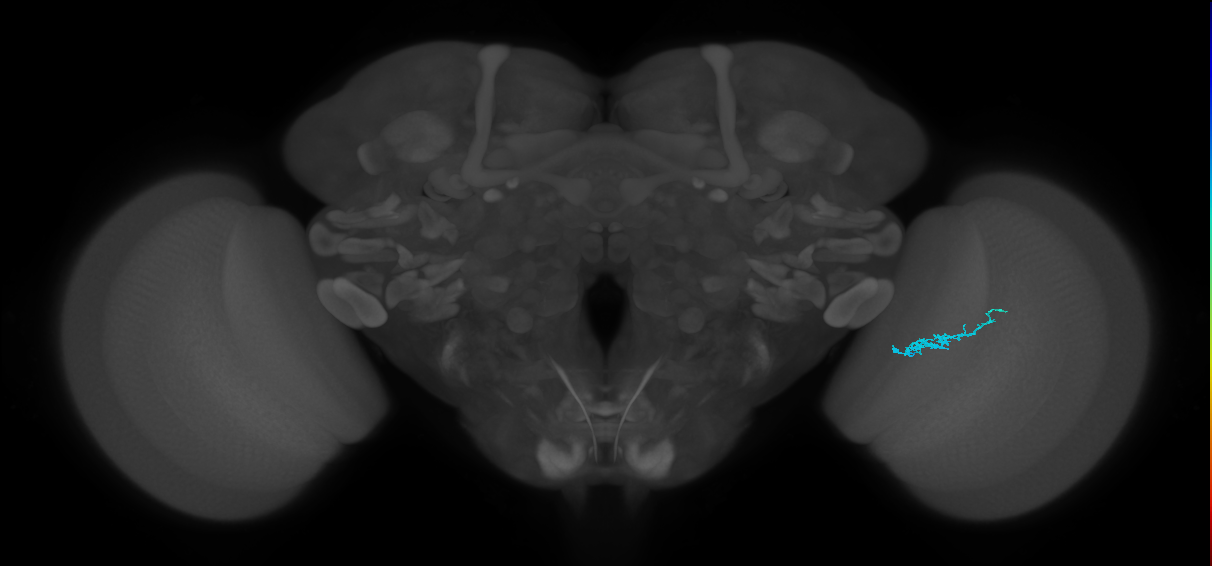 Dm3b_R (JRC_OpticLobe:148040)
