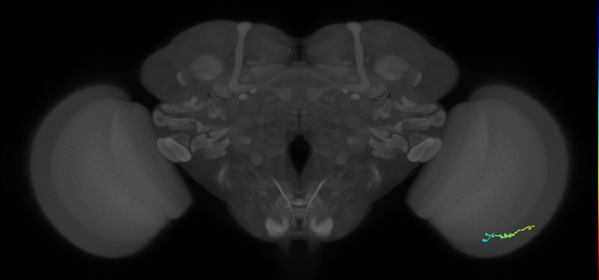 Dm3b_R (JRC_OpticLobe:171878)