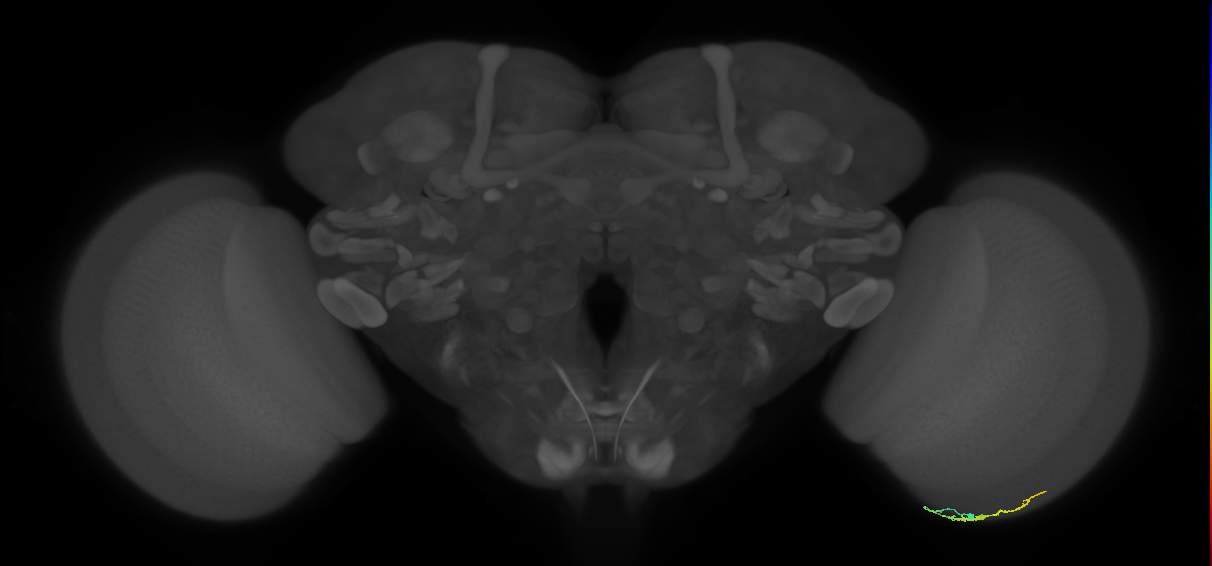 Dm3b_R (JRC_OpticLobe:149652)
