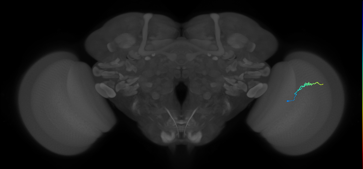 Dm3b_R (JRC_OpticLobe:149955)