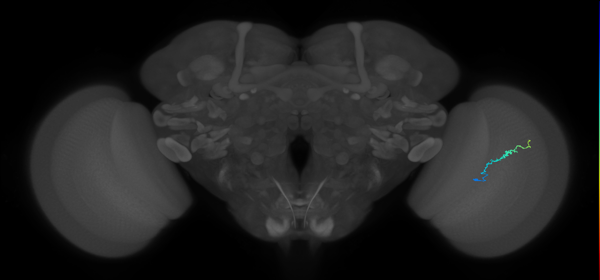 Dm3b_R (JRC_OpticLobe:150565)
