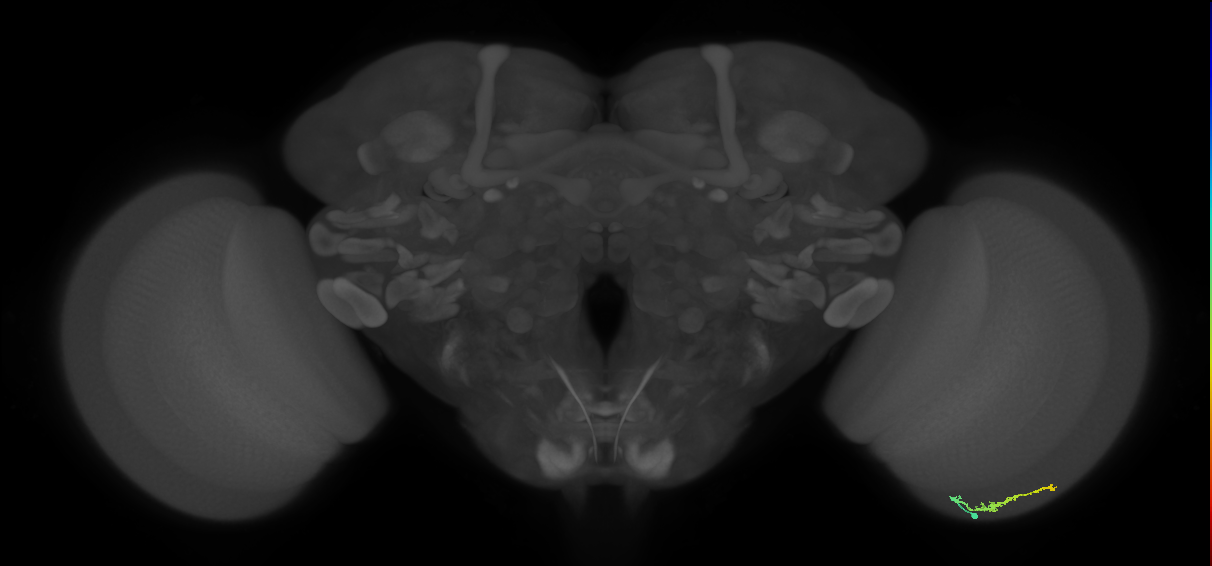 Dm3b_R (JRC_OpticLobe:138242)