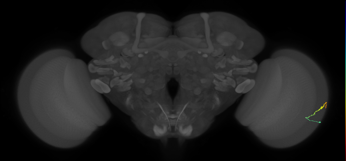 Dm3b_R (JRC_OpticLobe:121699)