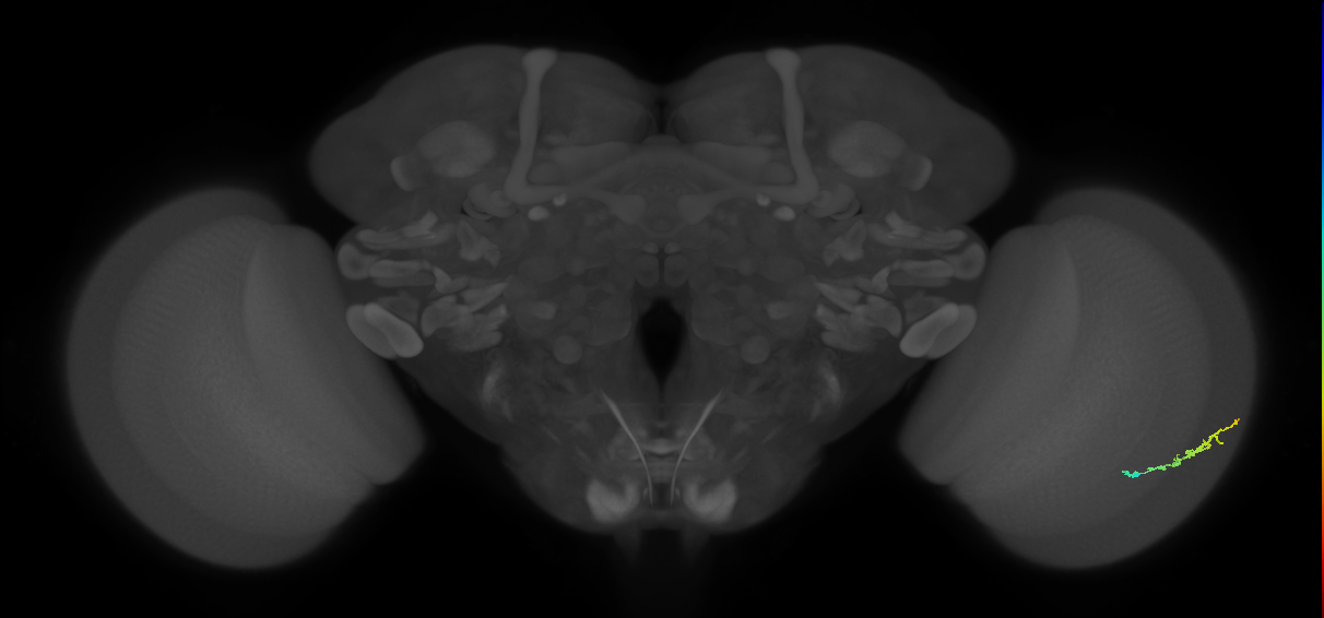 Dm3b_R (JRC_OpticLobe:114859)