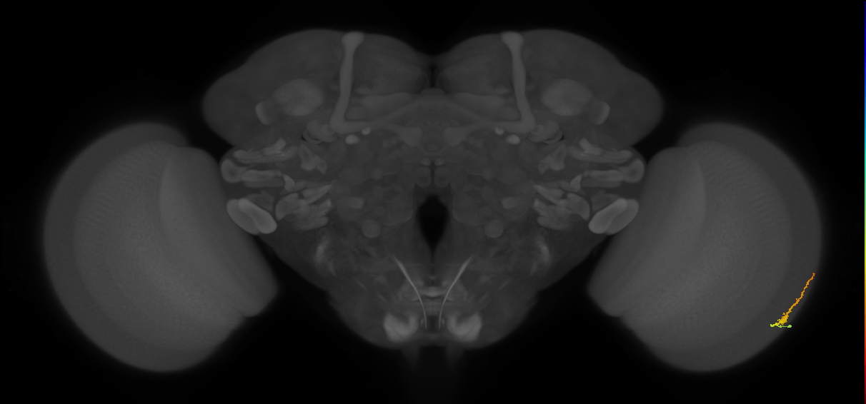 Dm3b_R (JRC_OpticLobe:123567)