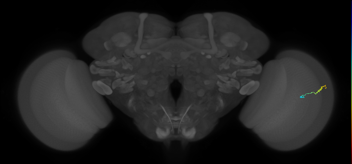 Dm3b_R (JRC_OpticLobe:157880)