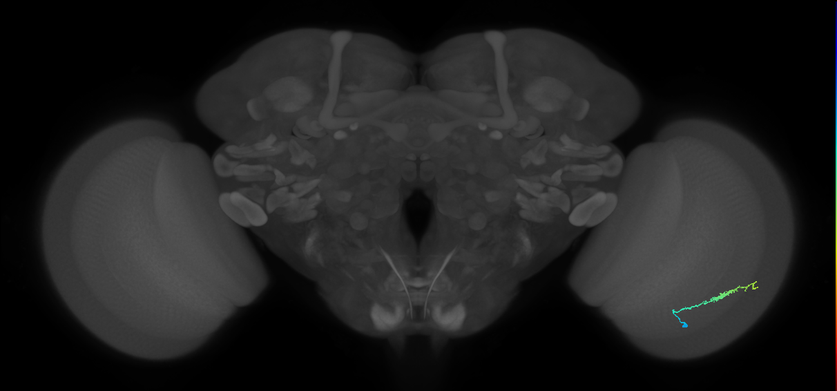 Dm3b_R (JRC_OpticLobe:127875)