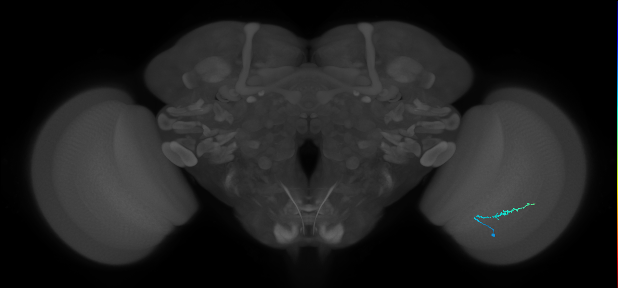 Dm3b_R (JRC_OpticLobe:141434)
