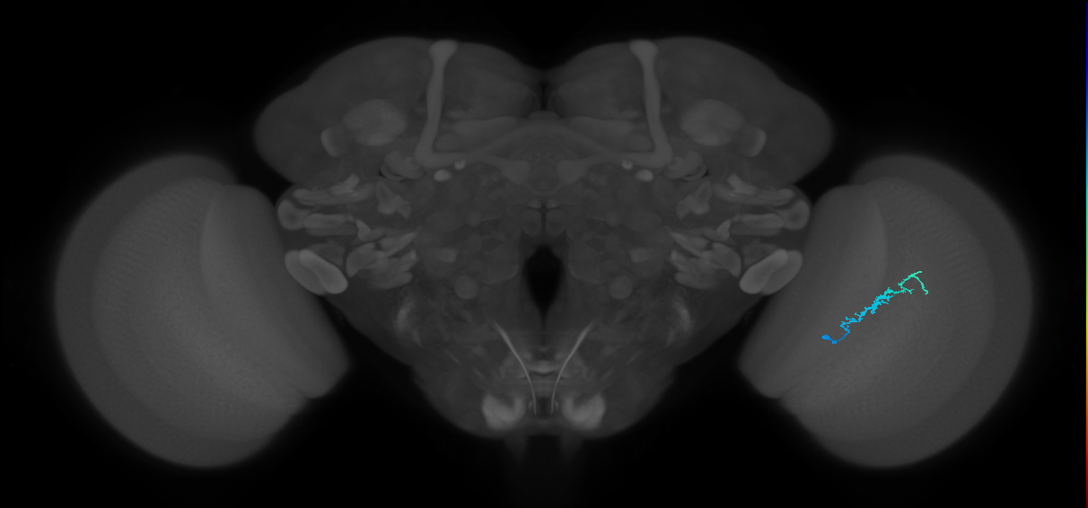 Dm3b_R (JRC_OpticLobe:139189)