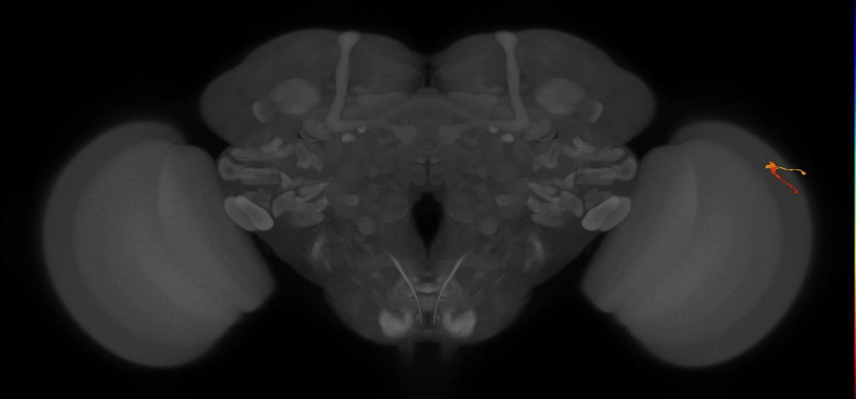 Dm3b_R (JRC_OpticLobe:141945)