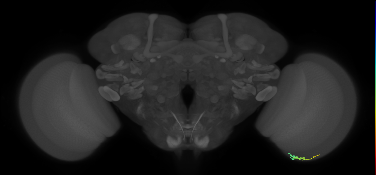Dm3b_R (JRC_OpticLobe:126004)