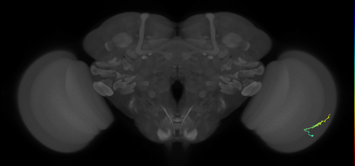 Dm3b_R (JRC_OpticLobe:103635)