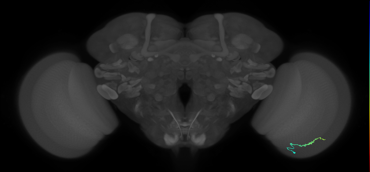 Dm3b_R (JRC_OpticLobe:133119)