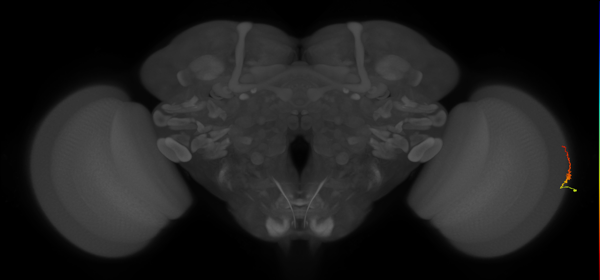 Dm3b_R (JRC_OpticLobe:138151)