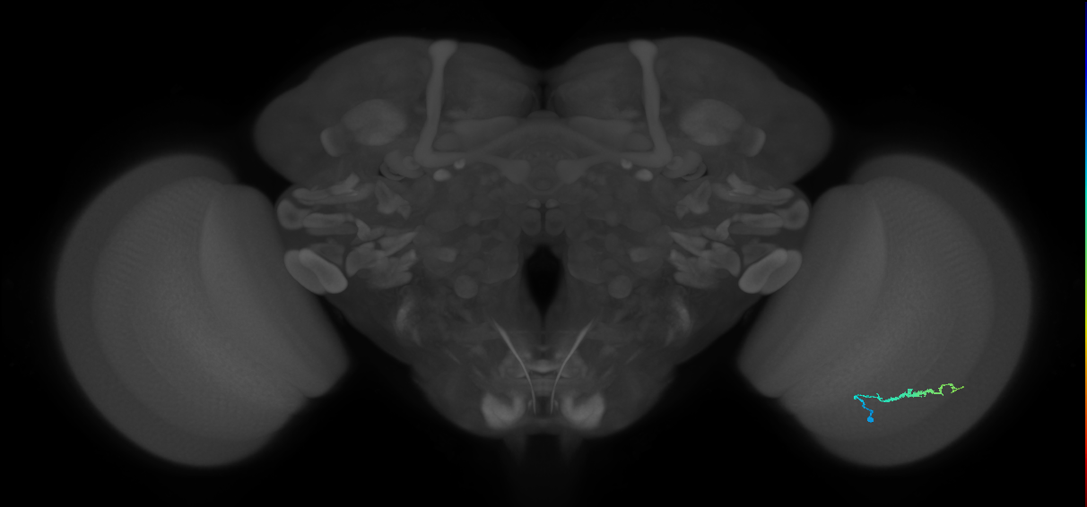 Dm3b_R (JRC_OpticLobe:130282)