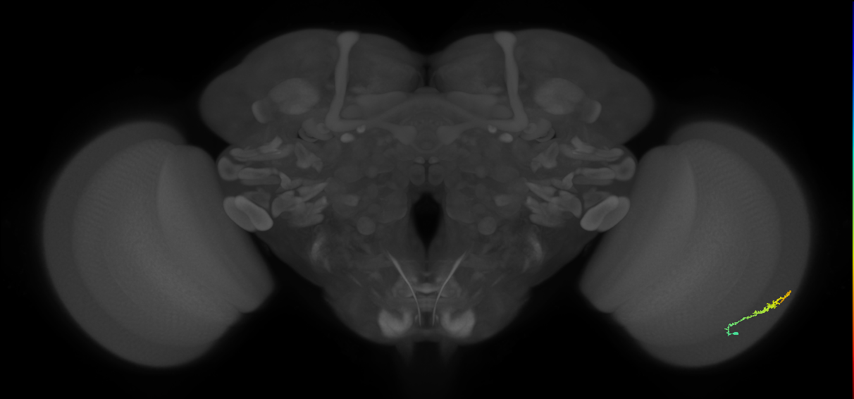 Dm3b_R (JRC_OpticLobe:111592)