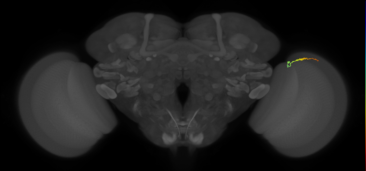 Dm3b_R (JRC_OpticLobe:140587)