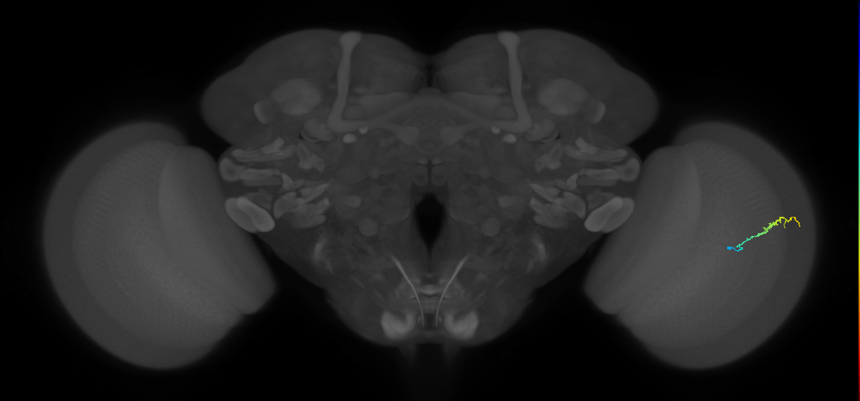 Dm3b_R (JRC_OpticLobe:140138)