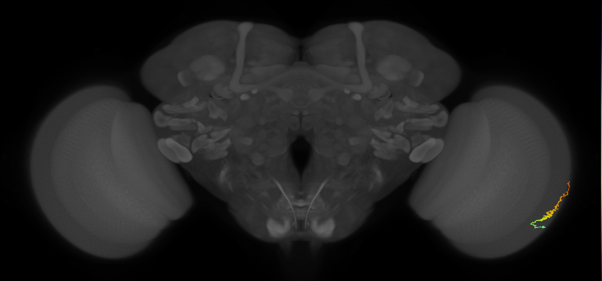 Dm3b_R (JRC_OpticLobe:103375)