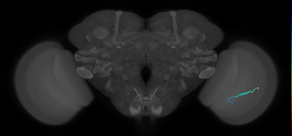 Dm3b_R (JRC_OpticLobe:139724)