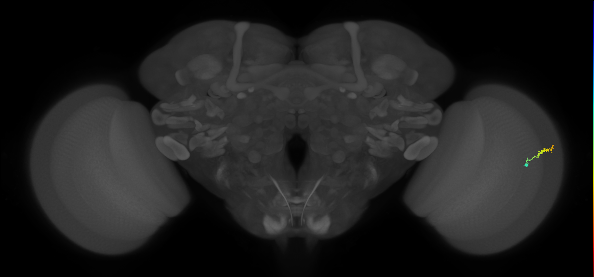 Dm3b_R (JRC_OpticLobe:142717)
