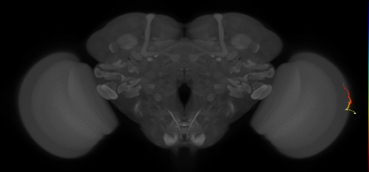 Dm3b_R (JRC_OpticLobe:185302)