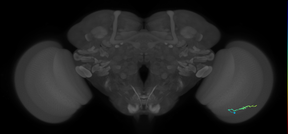 Dm3b_R (JRC_OpticLobe:134697)