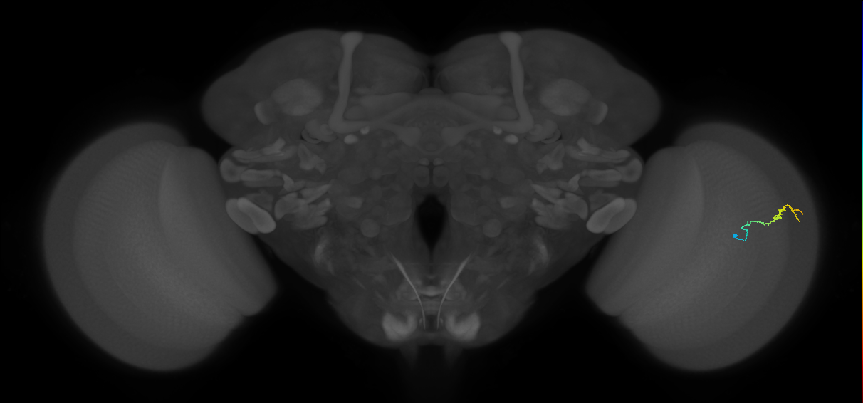 Dm3b_R (JRC_OpticLobe:139442)