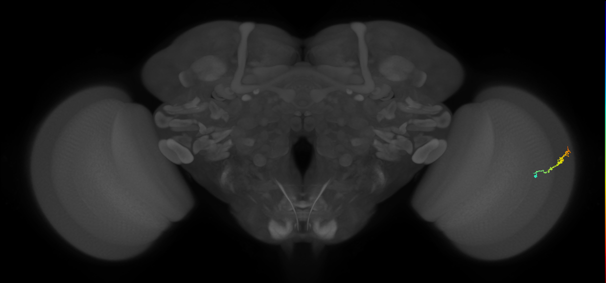 Dm3b_R (JRC_OpticLobe:128684)