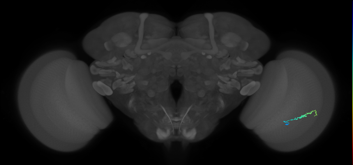 Dm3b_R (JRC_OpticLobe:131222)
