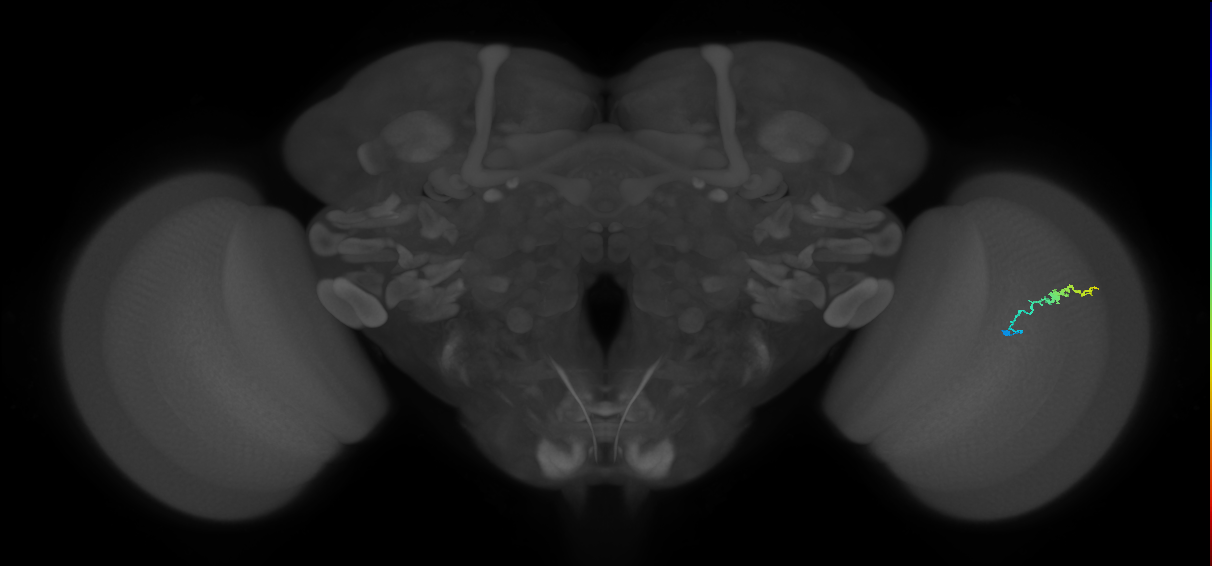 Dm3b_R (JRC_OpticLobe:134114)
