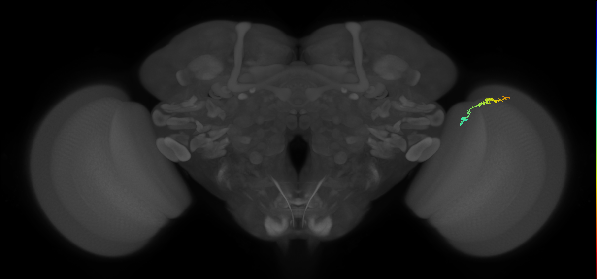 Dm3b_R (JRC_OpticLobe:129350)