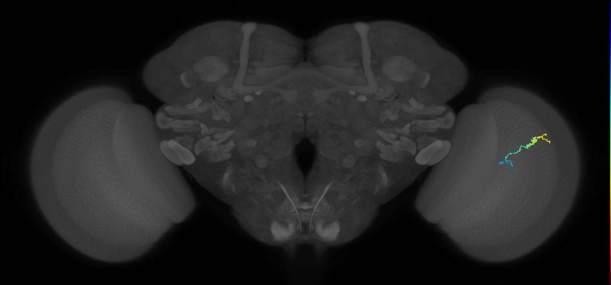 Dm3b_R (JRC_OpticLobe:141459)