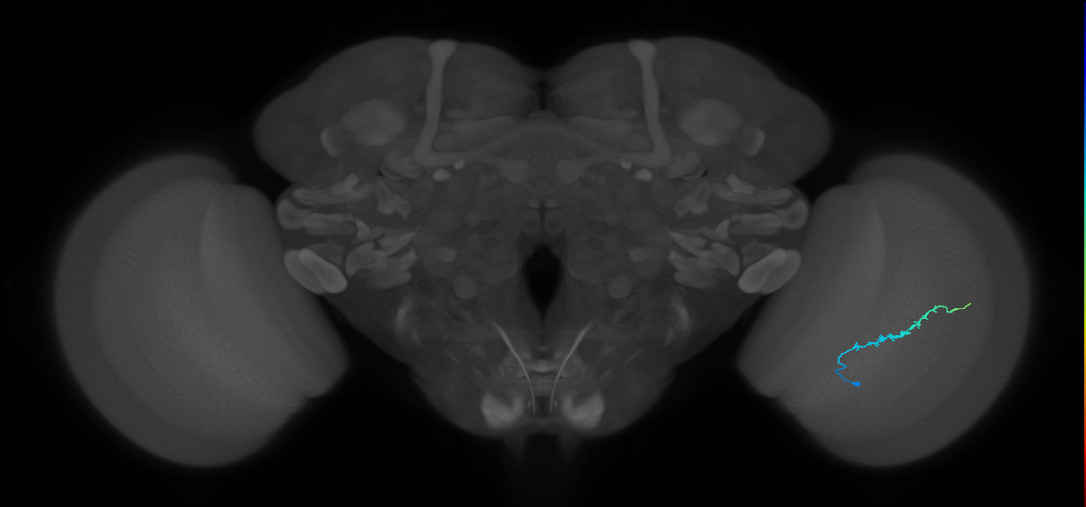 Dm3b_R (JRC_OpticLobe:131337)