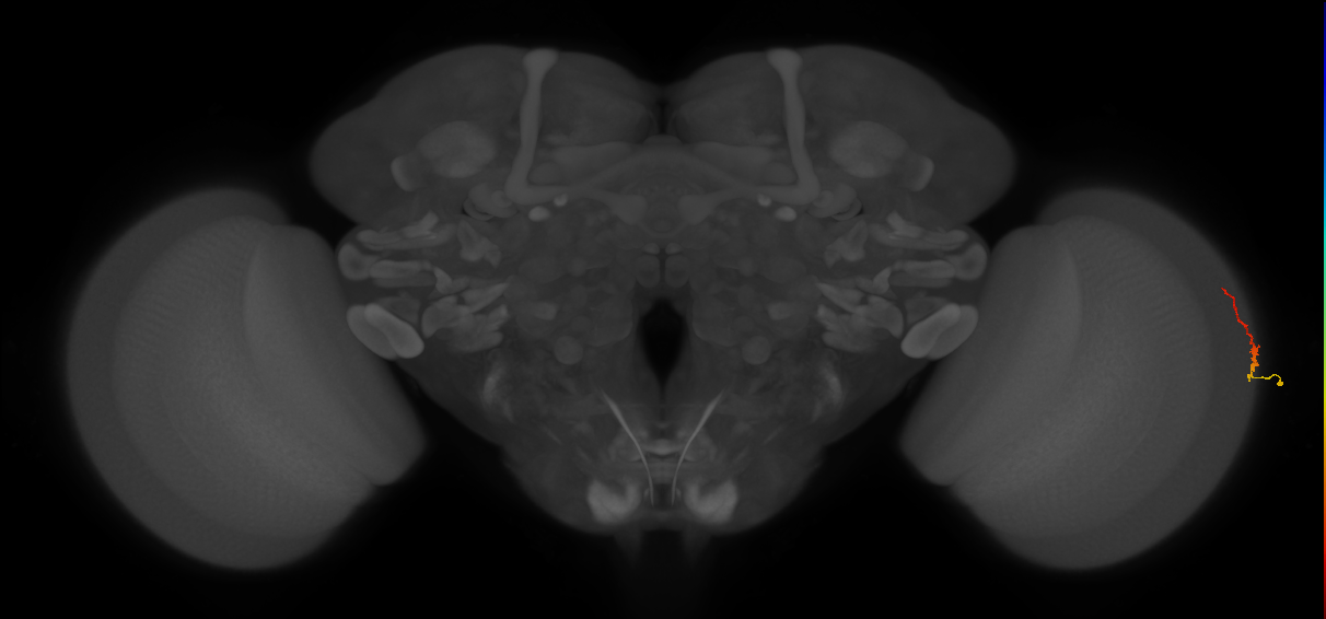 Dm3b_R (JRC_OpticLobe:140997)