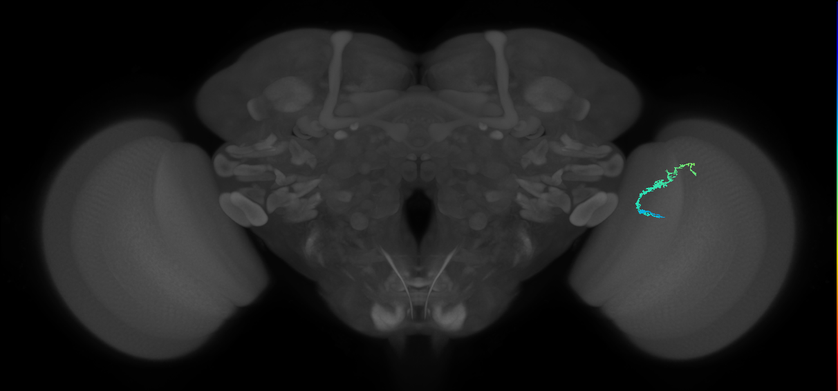 Dm3b_R (JRC_OpticLobe:130540)