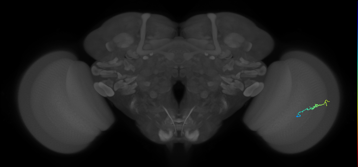 Dm3b_R (JRC_OpticLobe:122087)