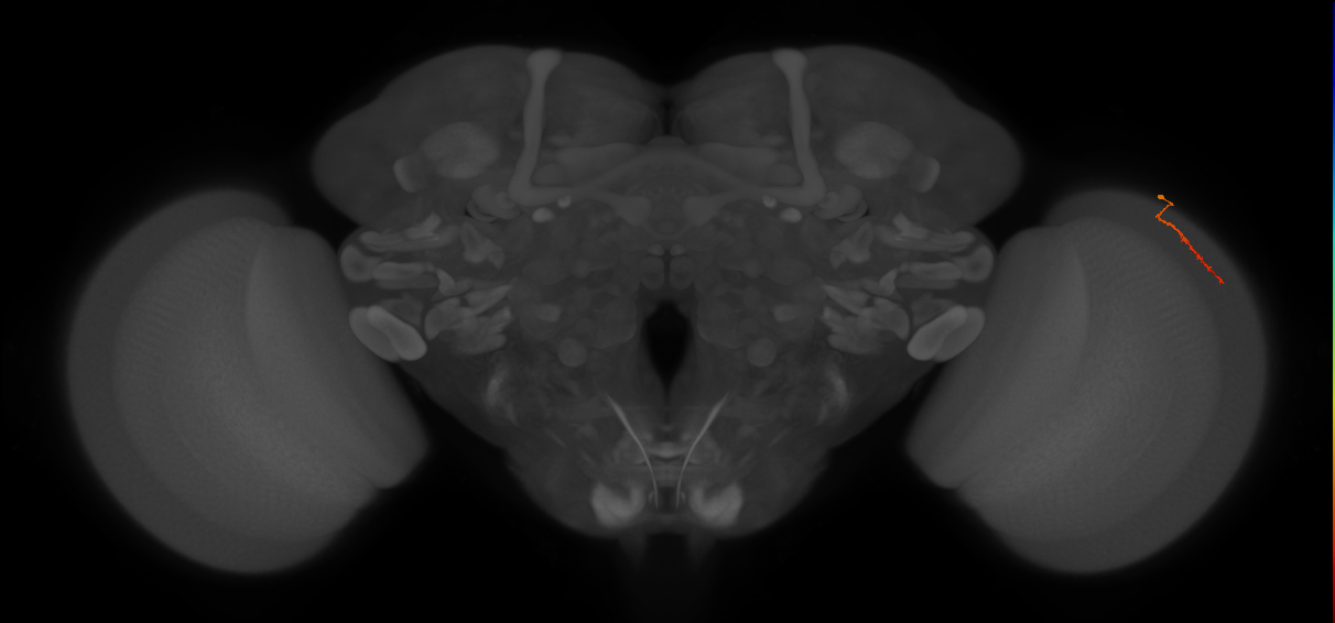 Dm3b_R (JRC_OpticLobe:174934)