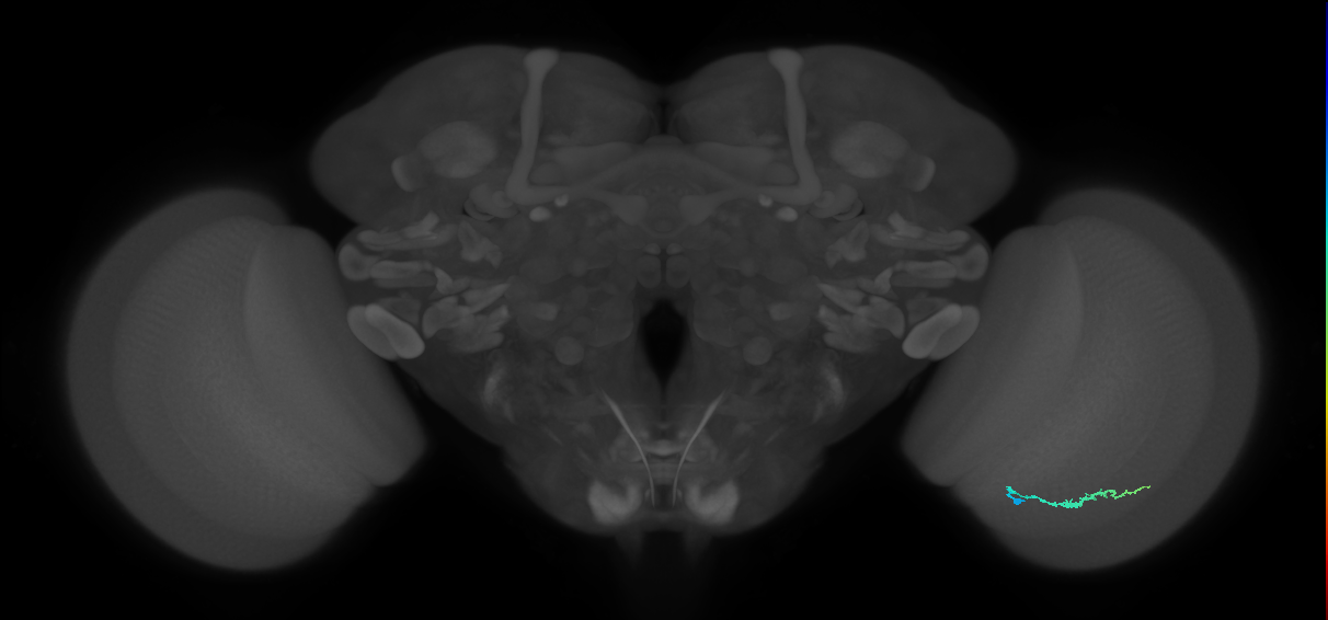 Dm3b_R (JRC_OpticLobe:131920)