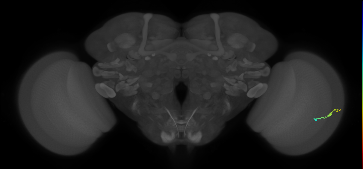 Dm3b_R (JRC_OpticLobe:126608)