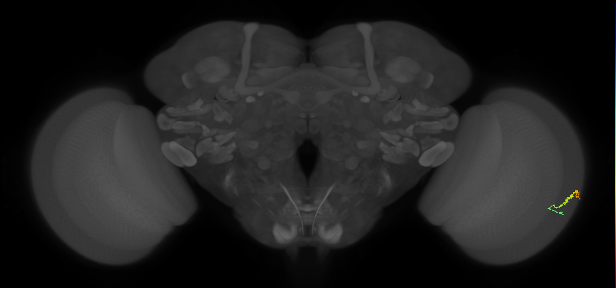 Dm3b_R (JRC_OpticLobe:118273)