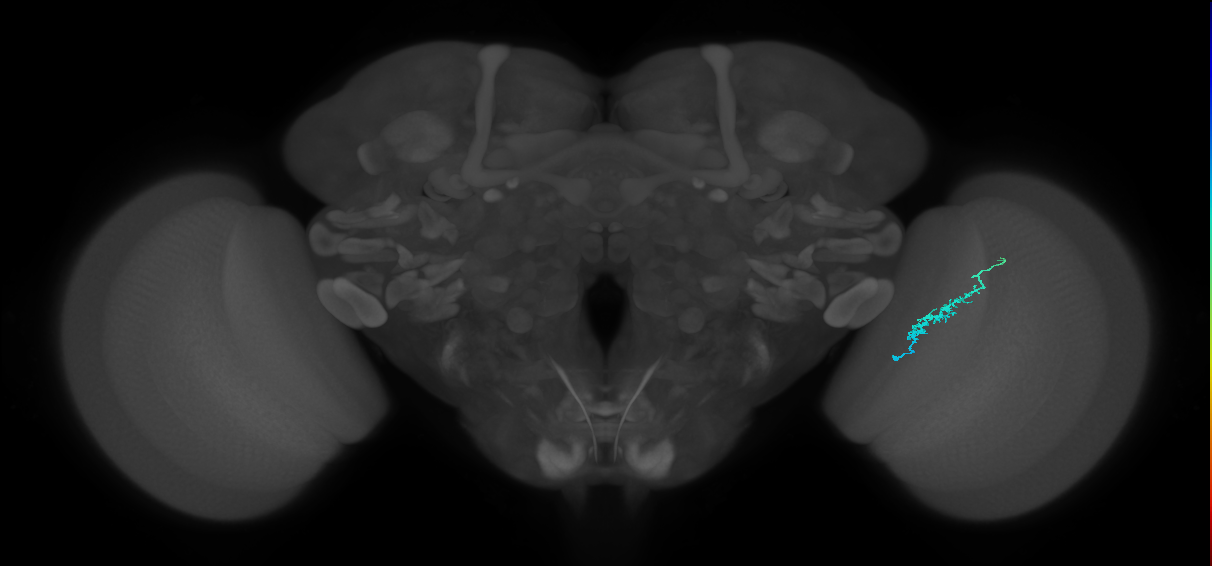 Dm3b_R (JRC_OpticLobe:132447)