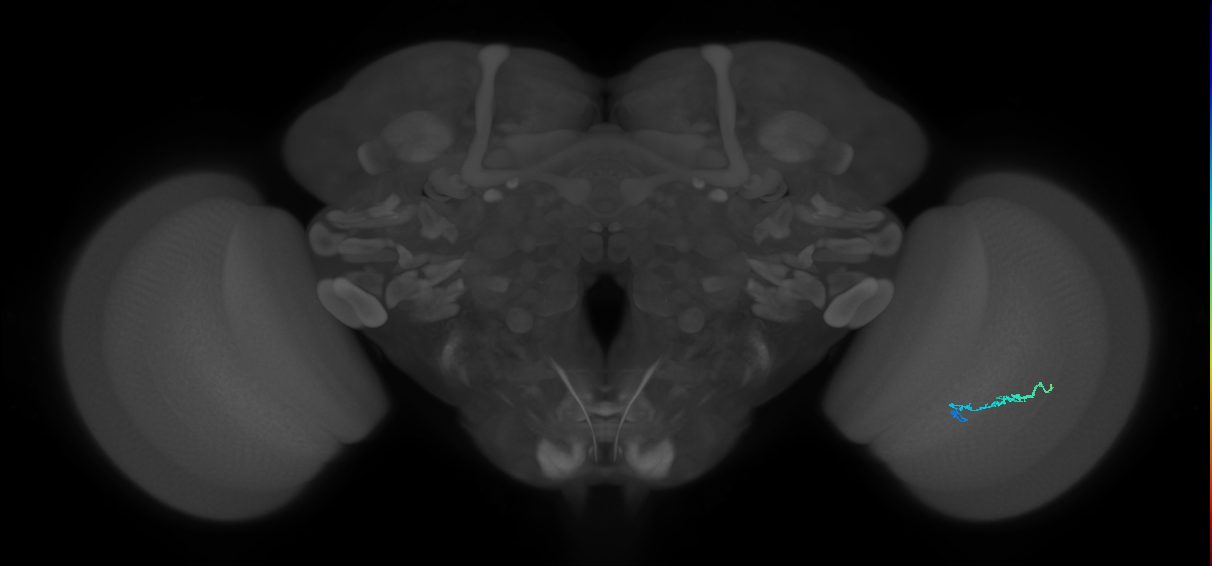 Dm3b_R (JRC_OpticLobe:152452)