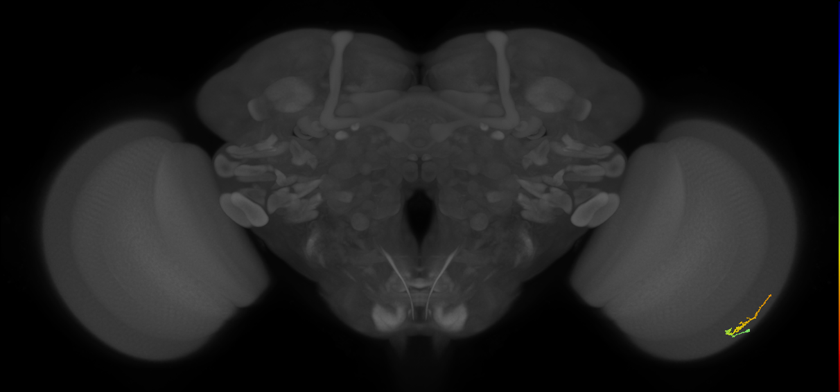 Dm3b_R (JRC_OpticLobe:141516)