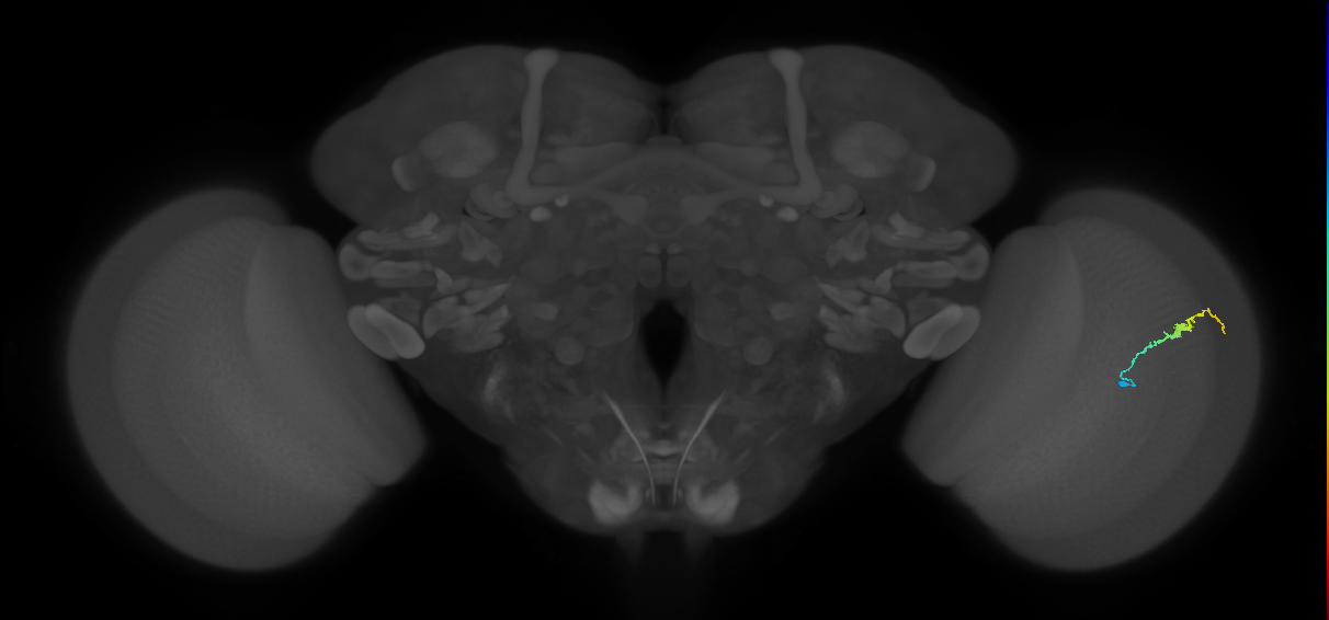 Dm3b_R (JRC_OpticLobe:185748)