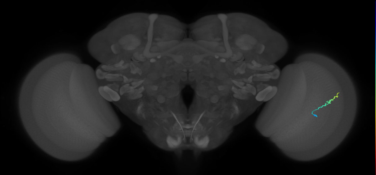 Dm3b_R (JRC_OpticLobe:145262)