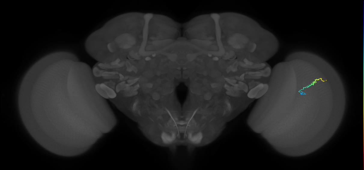 Dm3b_R (JRC_OpticLobe:153332)
