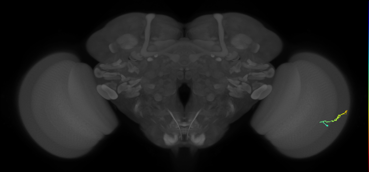 Dm3b_R (JRC_OpticLobe:110229)